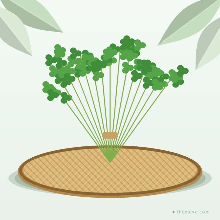 Coriander Leaves